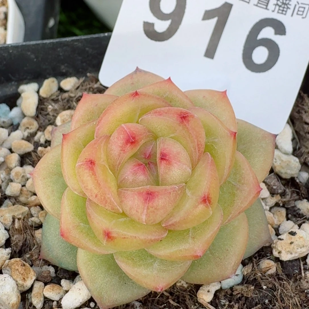 小绿珍妮         精品多肉