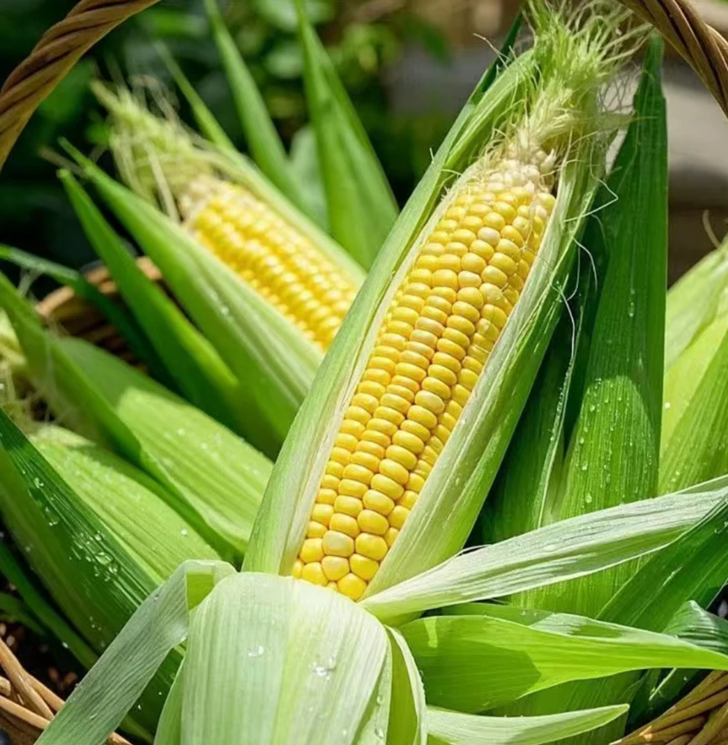 【顺丰包邮】带皮东北农家黏玉米香甜糯玉米棒