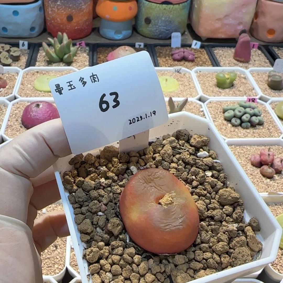 王***木多肉多肉多肉1.19-063