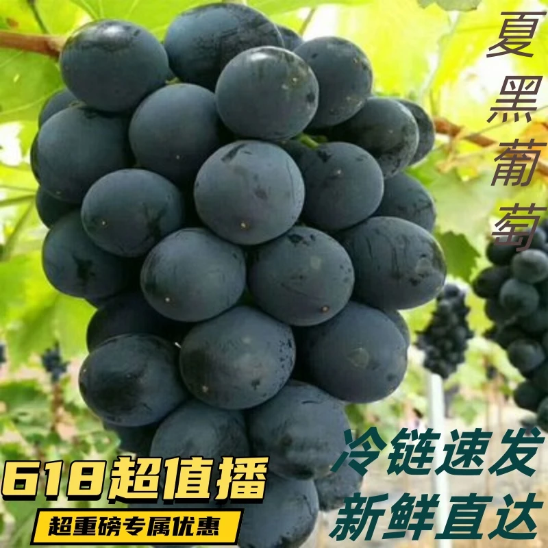 阿湖夏黑葡萄新鲜黑葡萄无籽现采现发孕妇适用冷链包邮