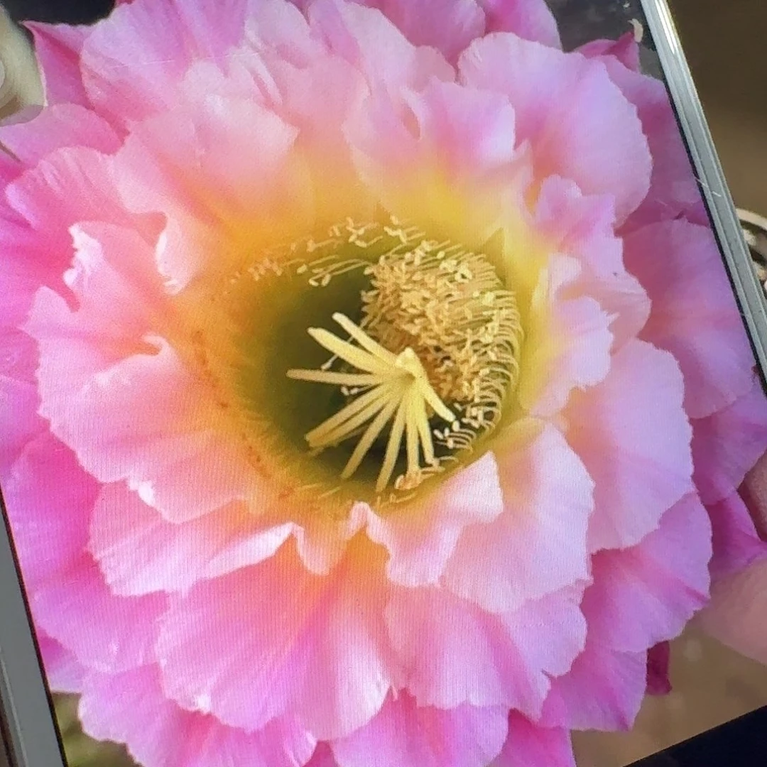 河岸侧芽5公分仙人球毛花柱