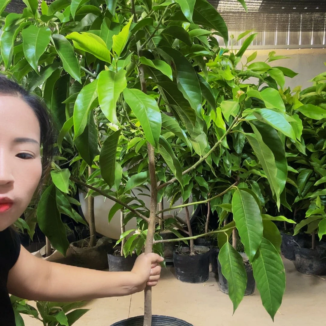 完全开放福利款白兰花80