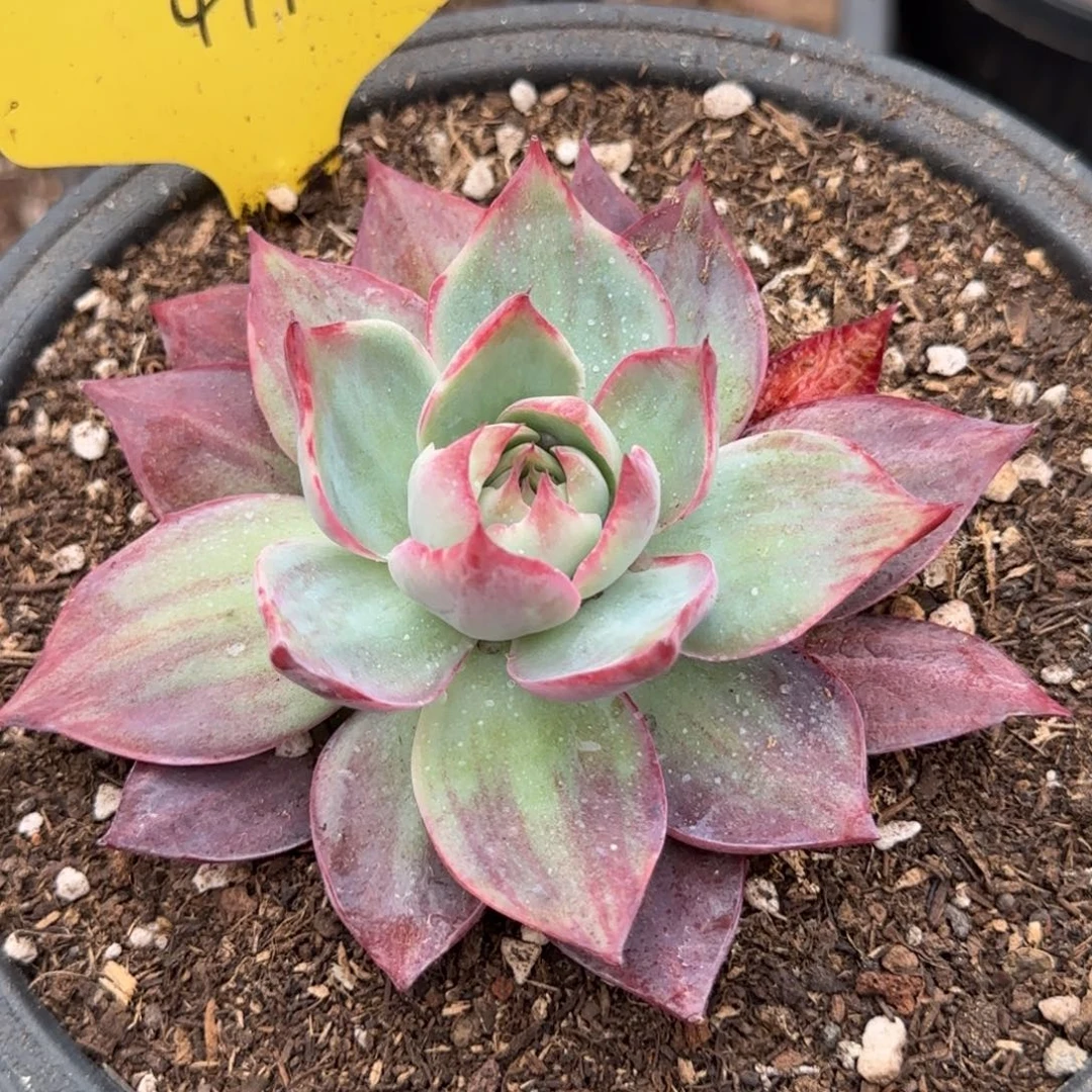 惊鸿一物一拍包装收缩花旱411