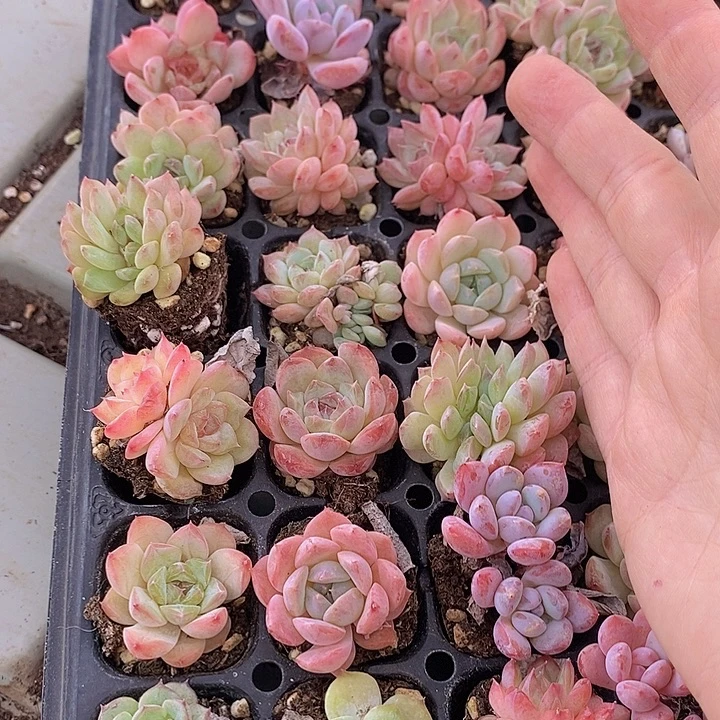 162 多肉植物盆栽植物
