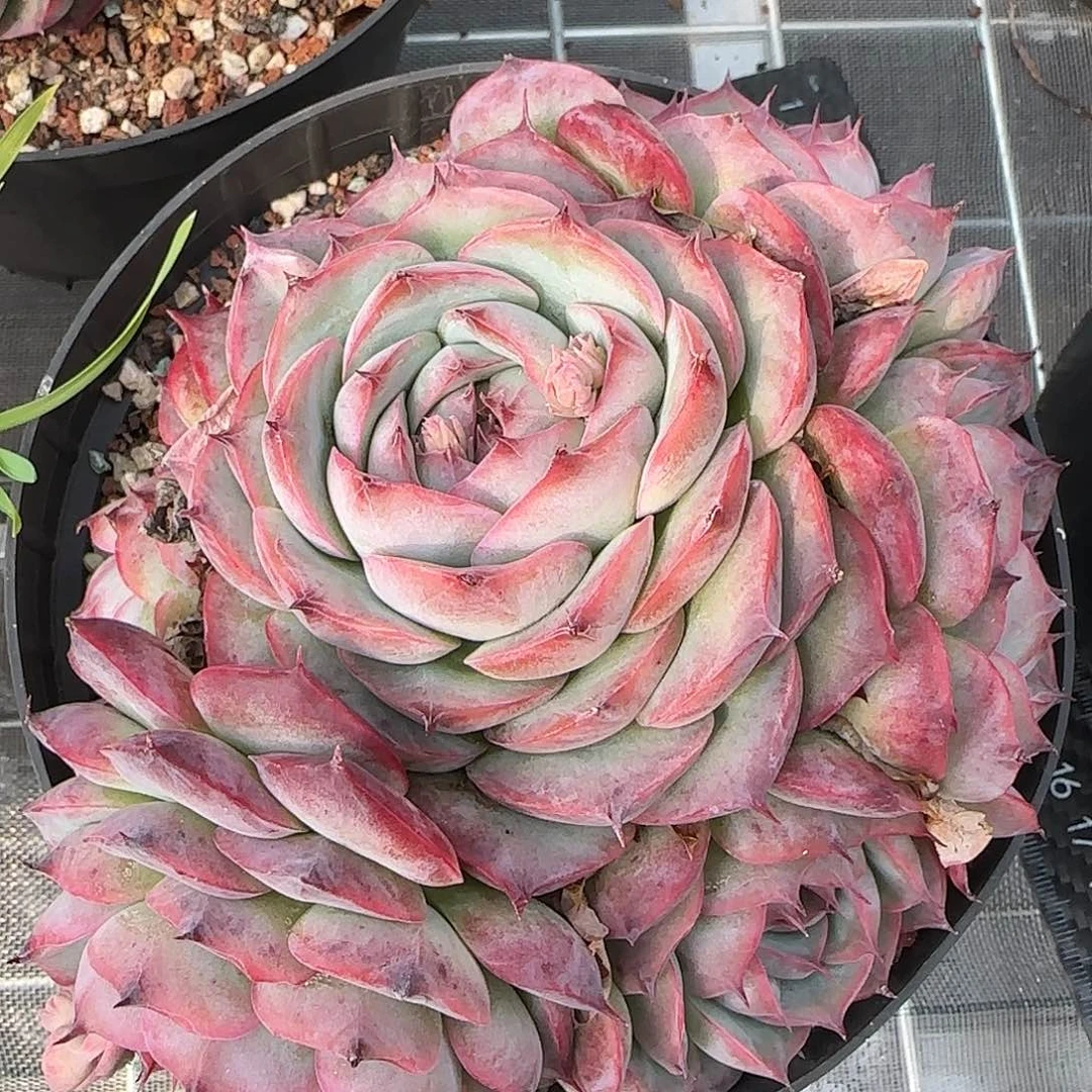 从前慢花园精选侧影