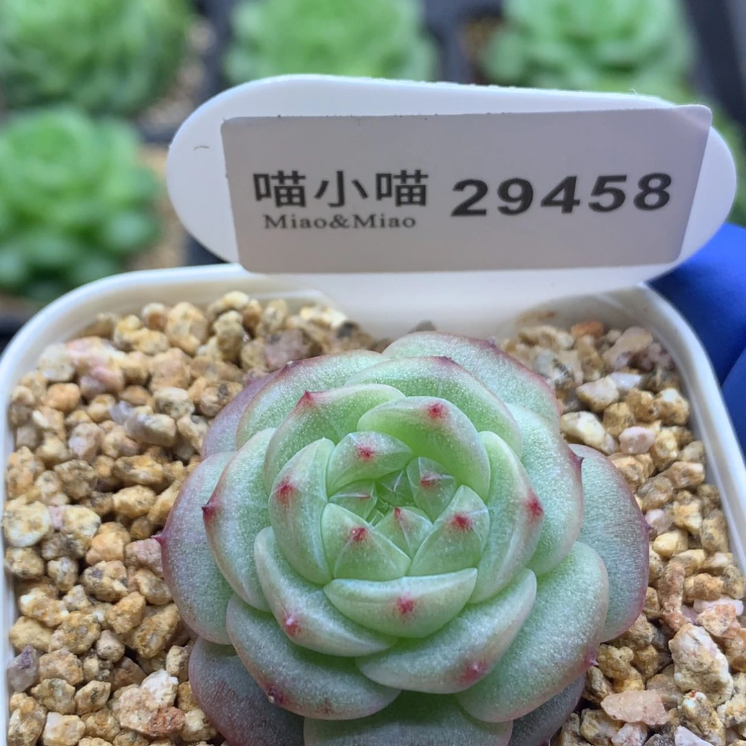 多肉植物杂交珍妮