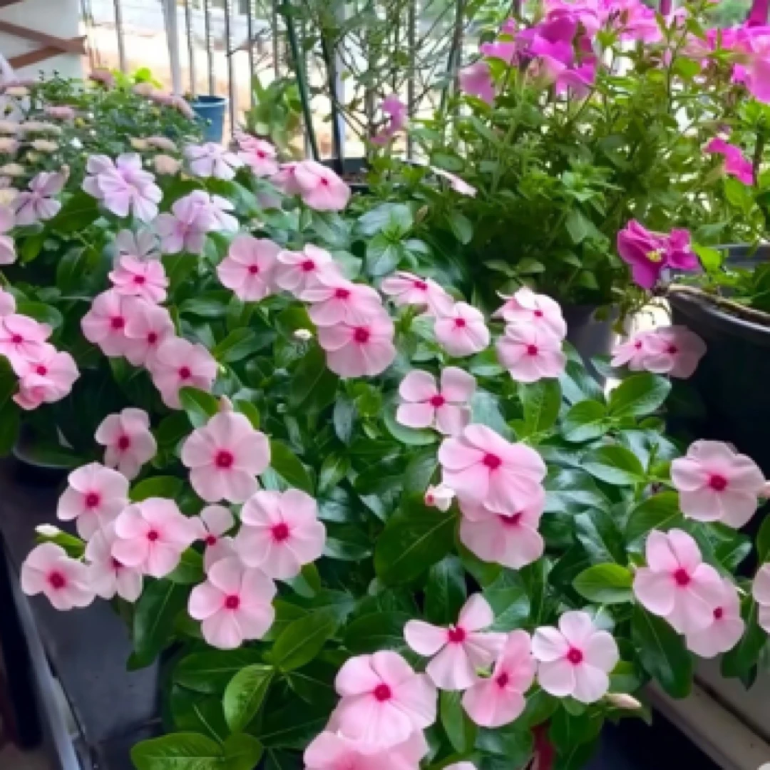 【常春花 】天天开四季开花庭院清新阳台花卉植物盆栽