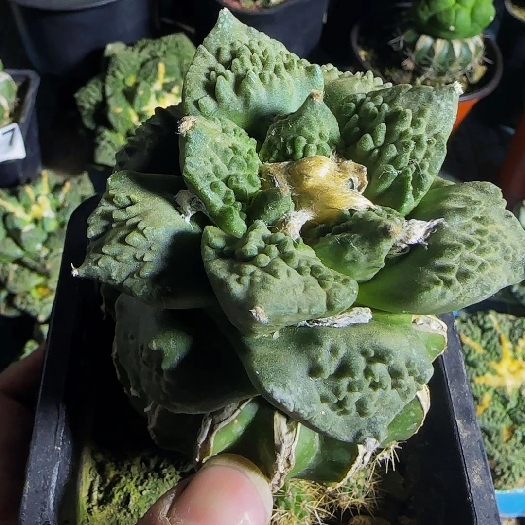 怒涛527仙人球开花