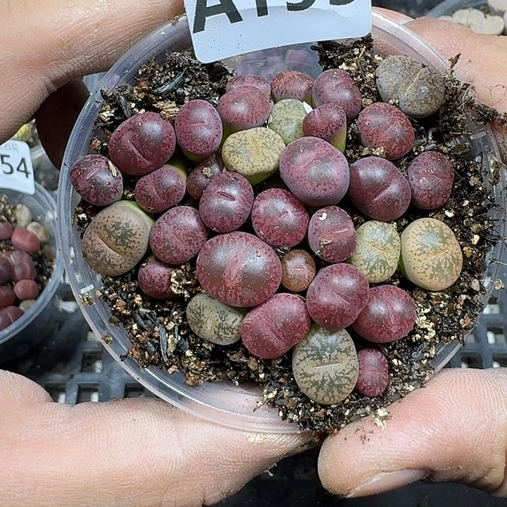 155 多热植物多肉植物