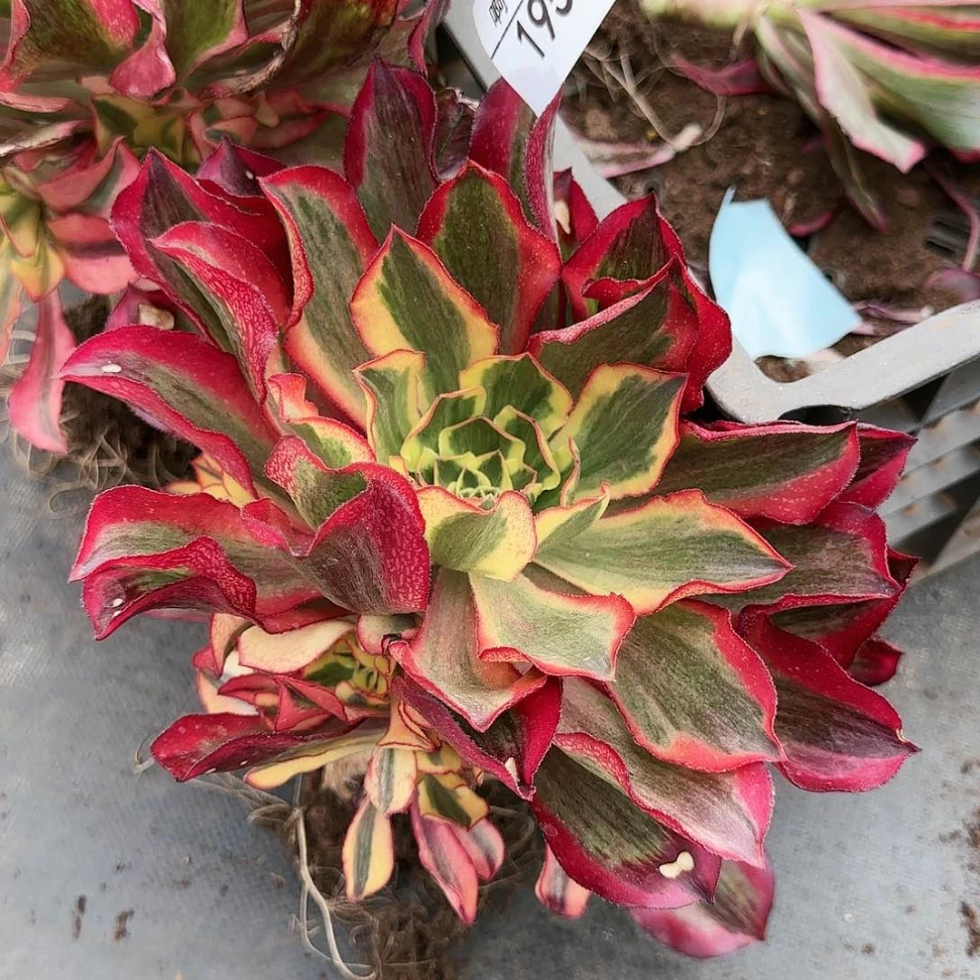 ?***?195多肉 中奖魅影捧花