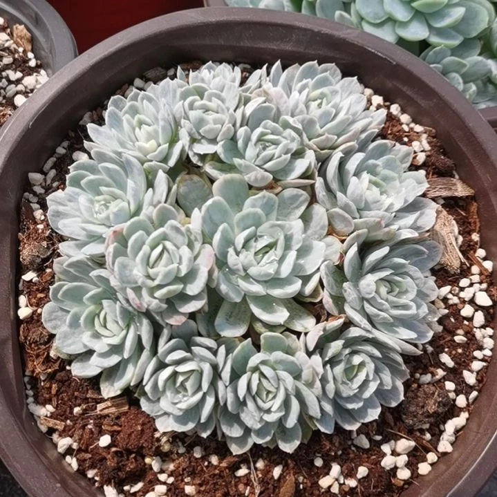 奶油贝瑞白覆轮锦群