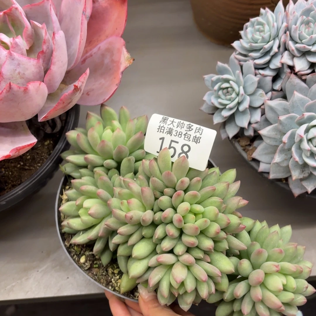 流***飞黑大帅多肉158岩字