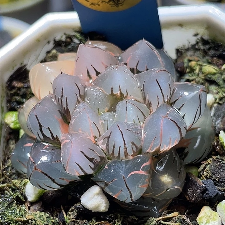 550水中月锦亚母本级别
