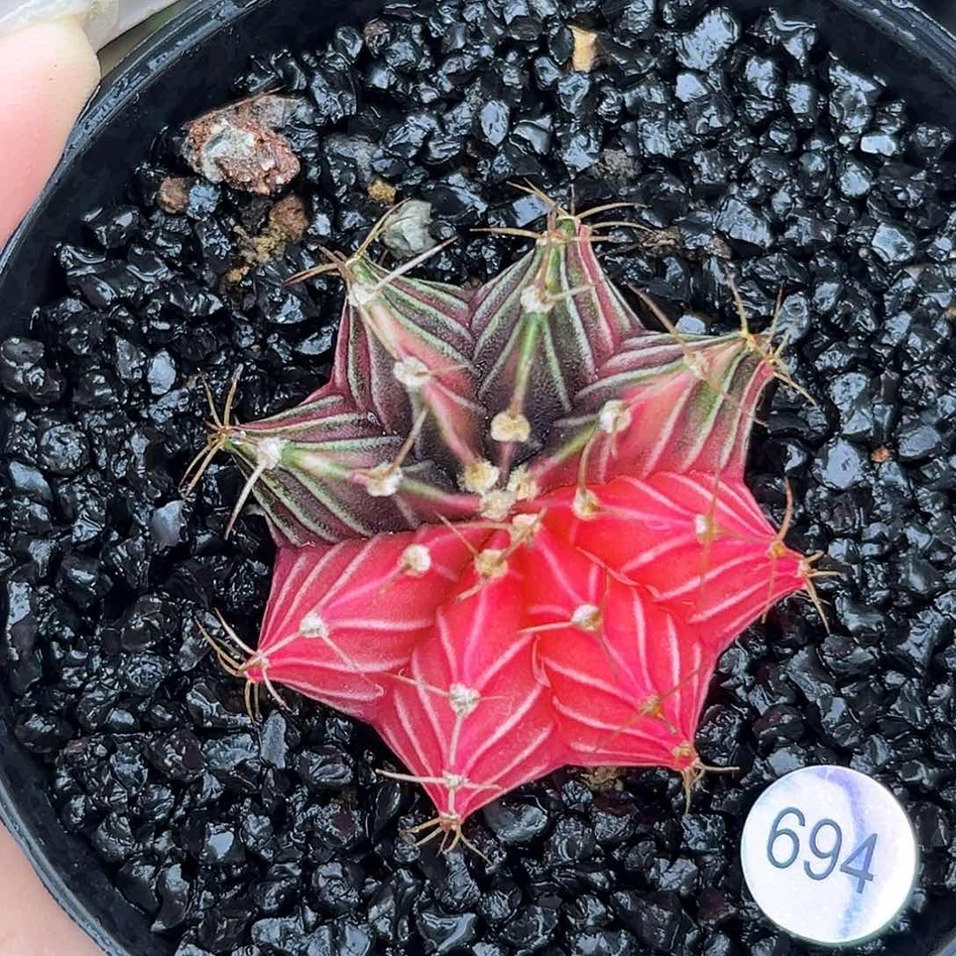 694   带盆土发货