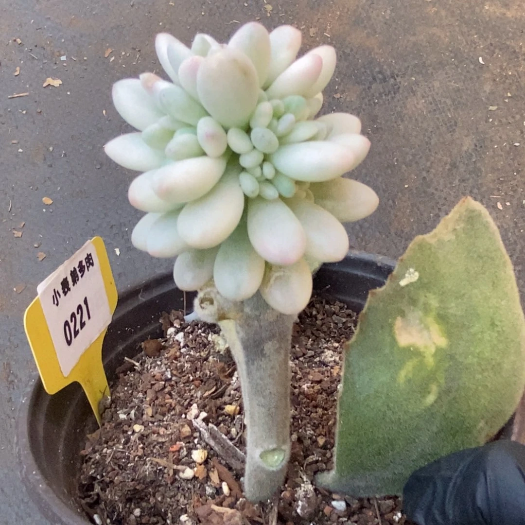 221鱼子酱锦锦锦锦锦