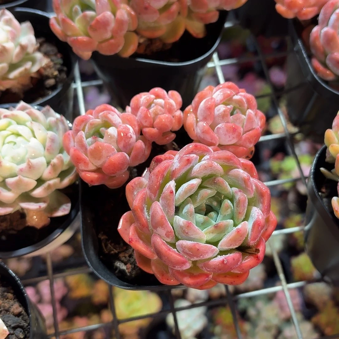 云梦胭脂多肉8㎝盆