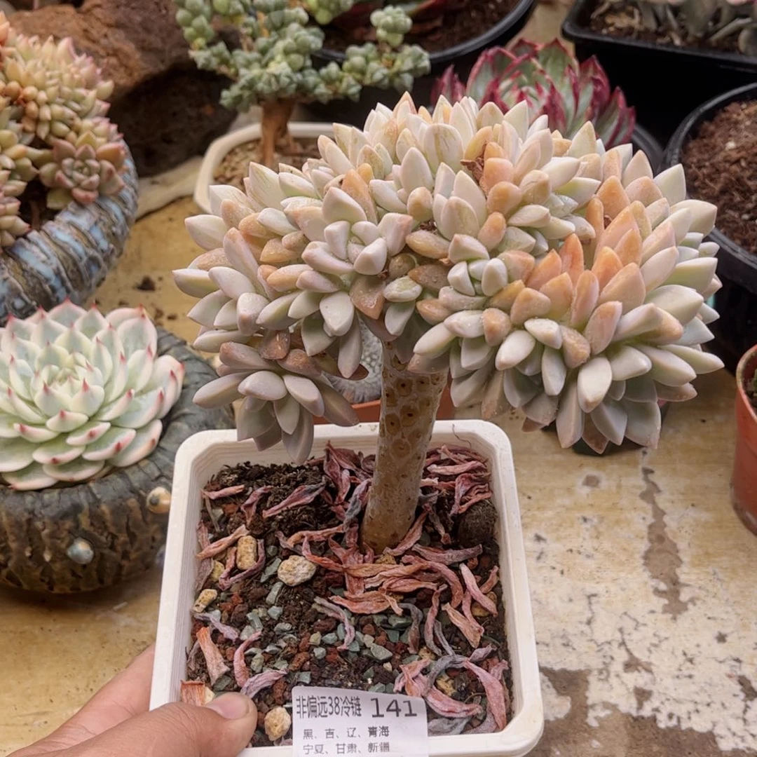 141淡雪缀德华多肉