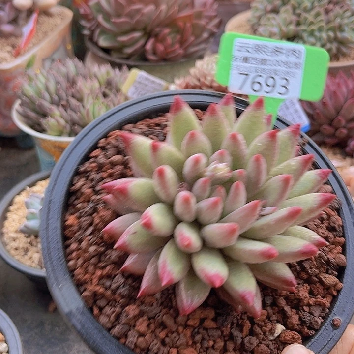7693虞美人。
