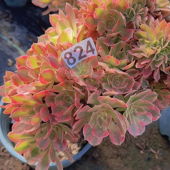 用***贝多肉植物一个女神追