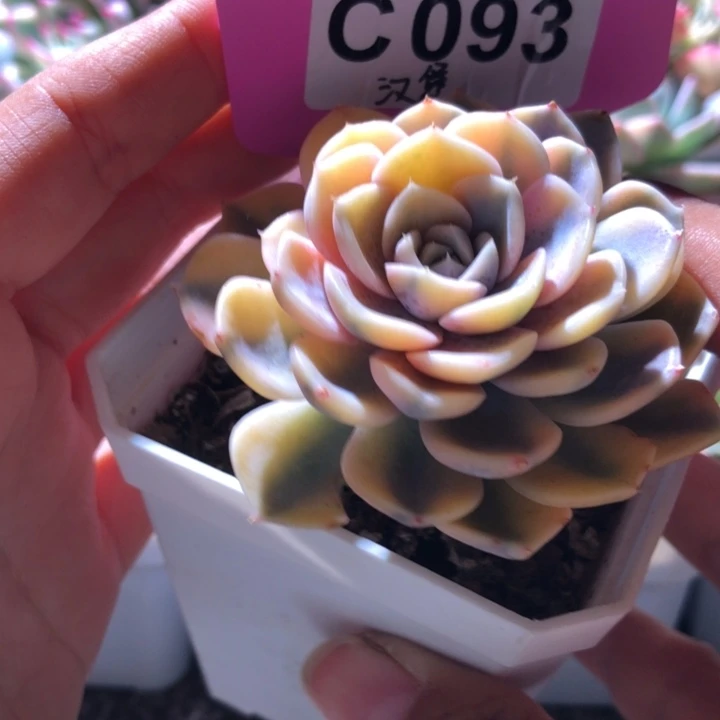 汉堡覆轮锦带三个侧芽