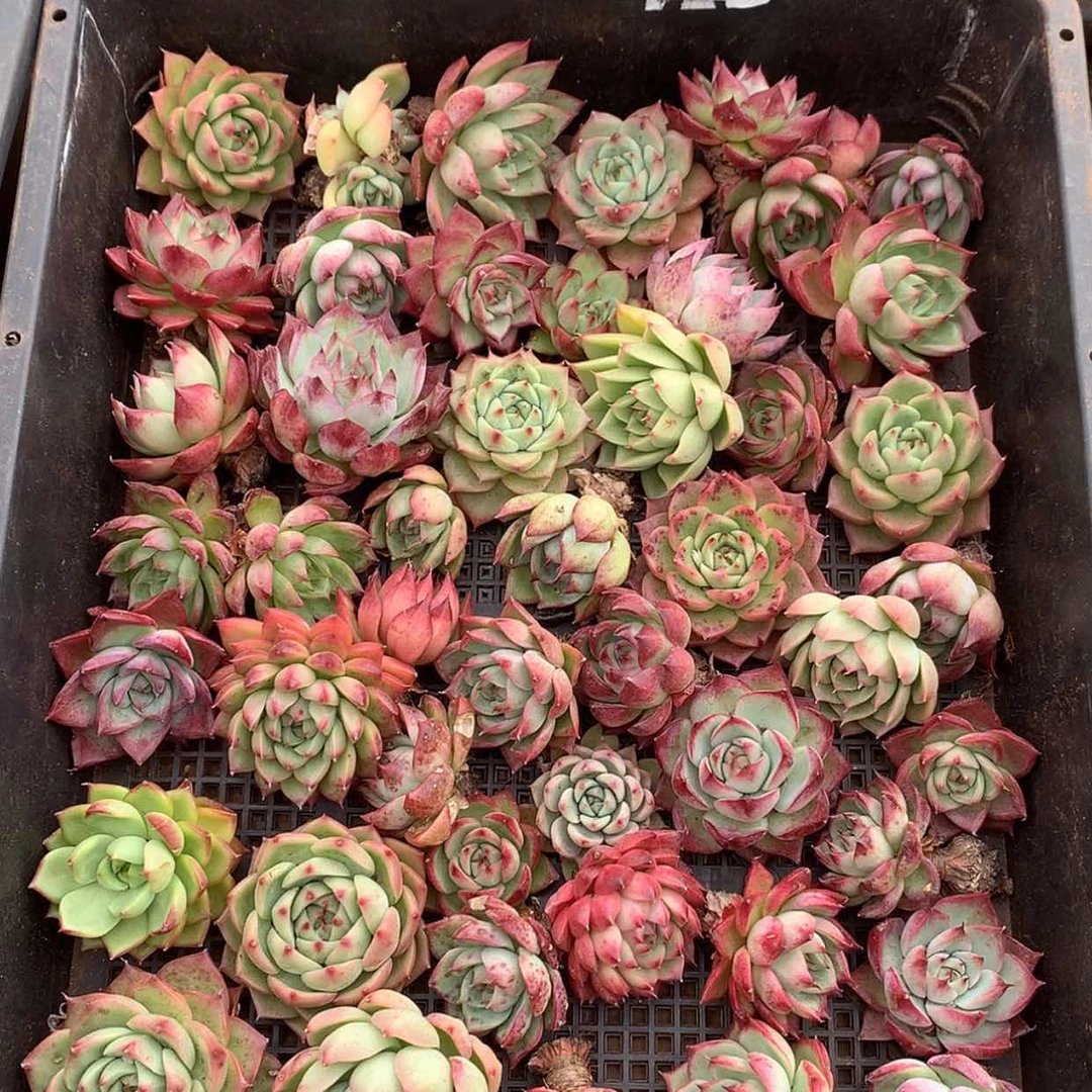 【闪购商品】云1093