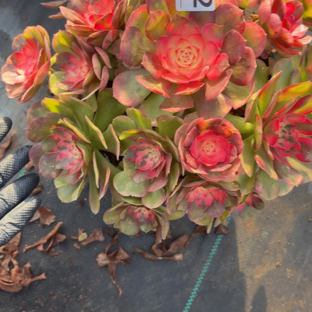 742大机制多肉植物多肉植物