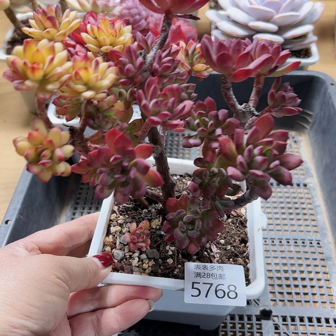 9号我们的确是一个5768