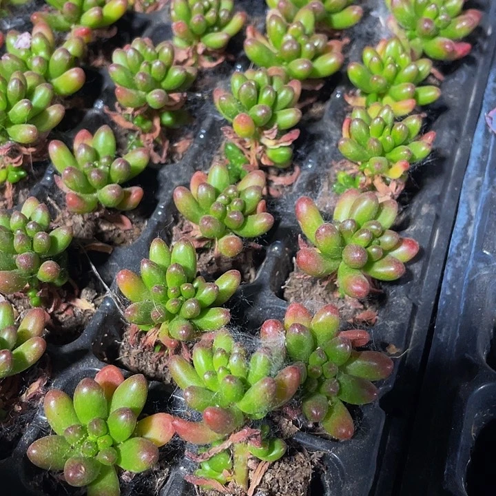 小红之玉1元带土发