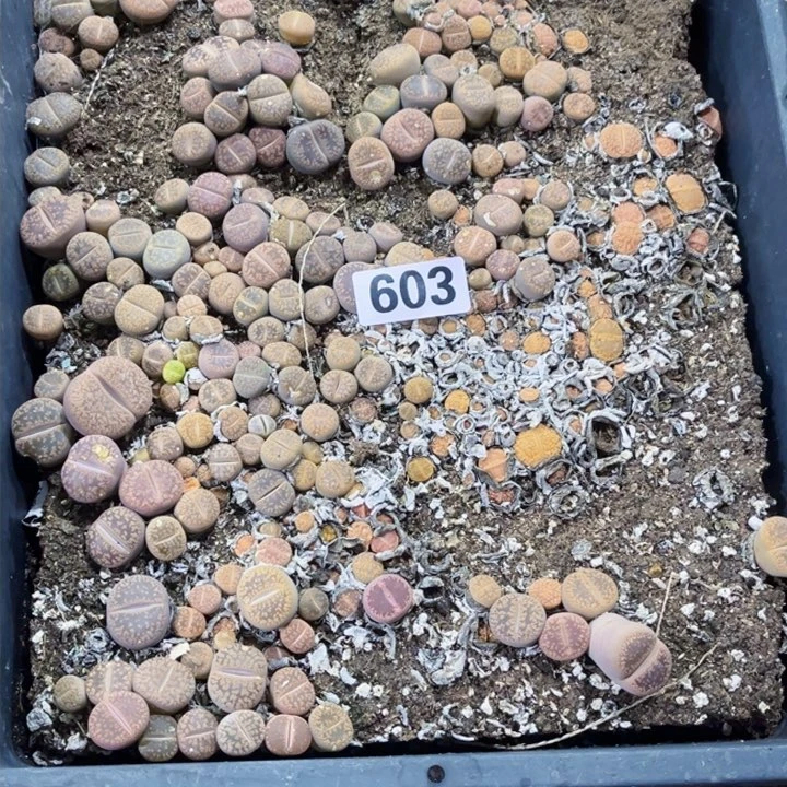 603 生石花花一物一图如图