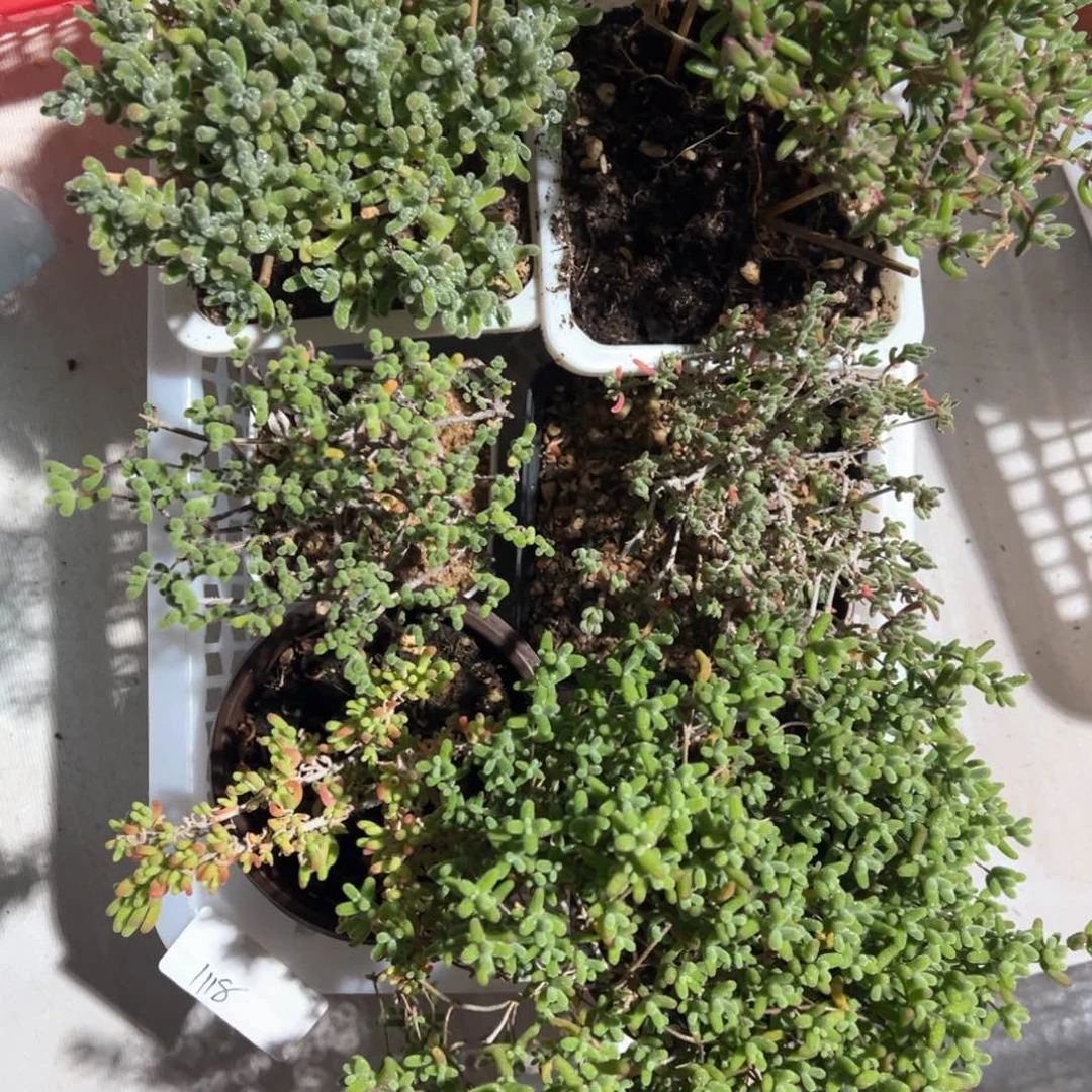 1118老桩精品套餐狂拍