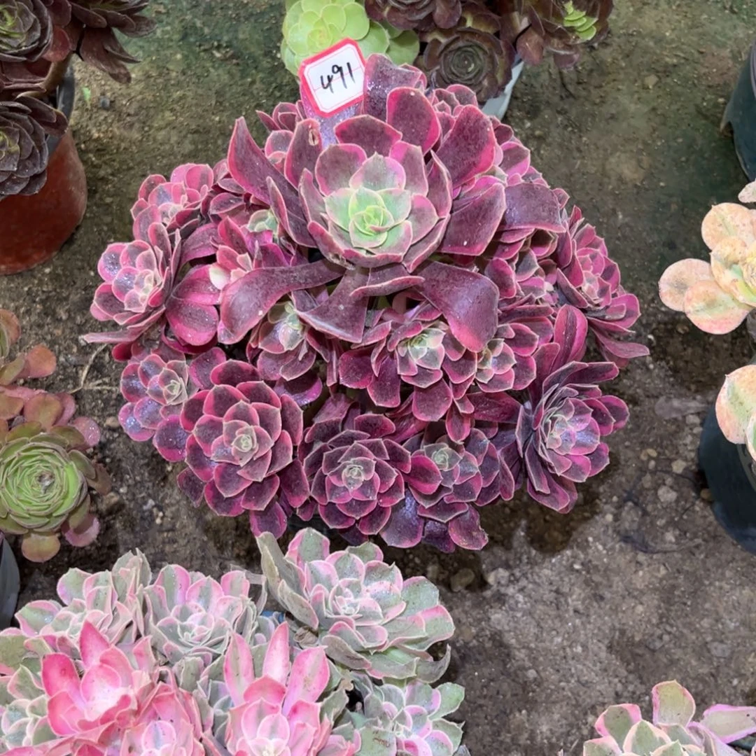 491多肉植物凤冠法师