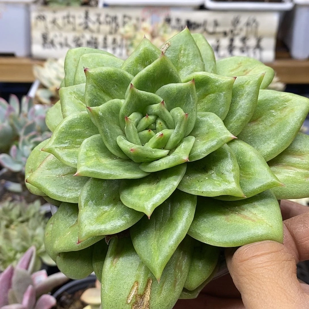 23122 蔷薇玛利亚 不售后