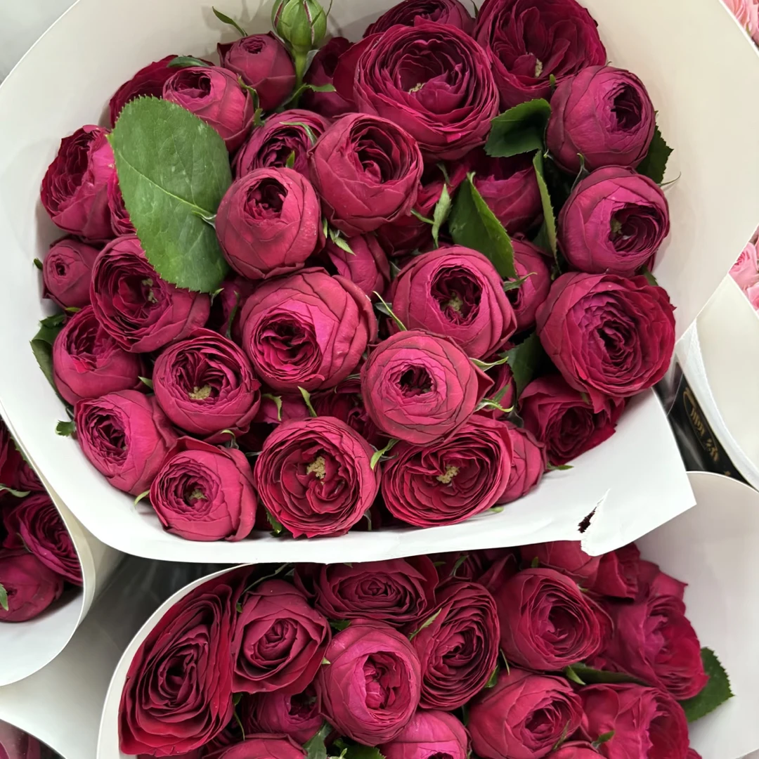 A级红蕾丝泡泡  --多头玫瑰  云南基地直发  任意两单起发