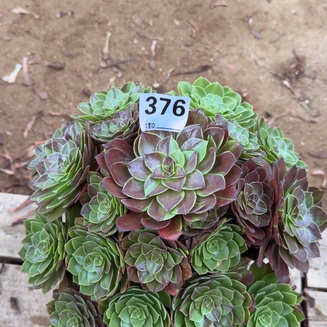 376花月夜多肉植物