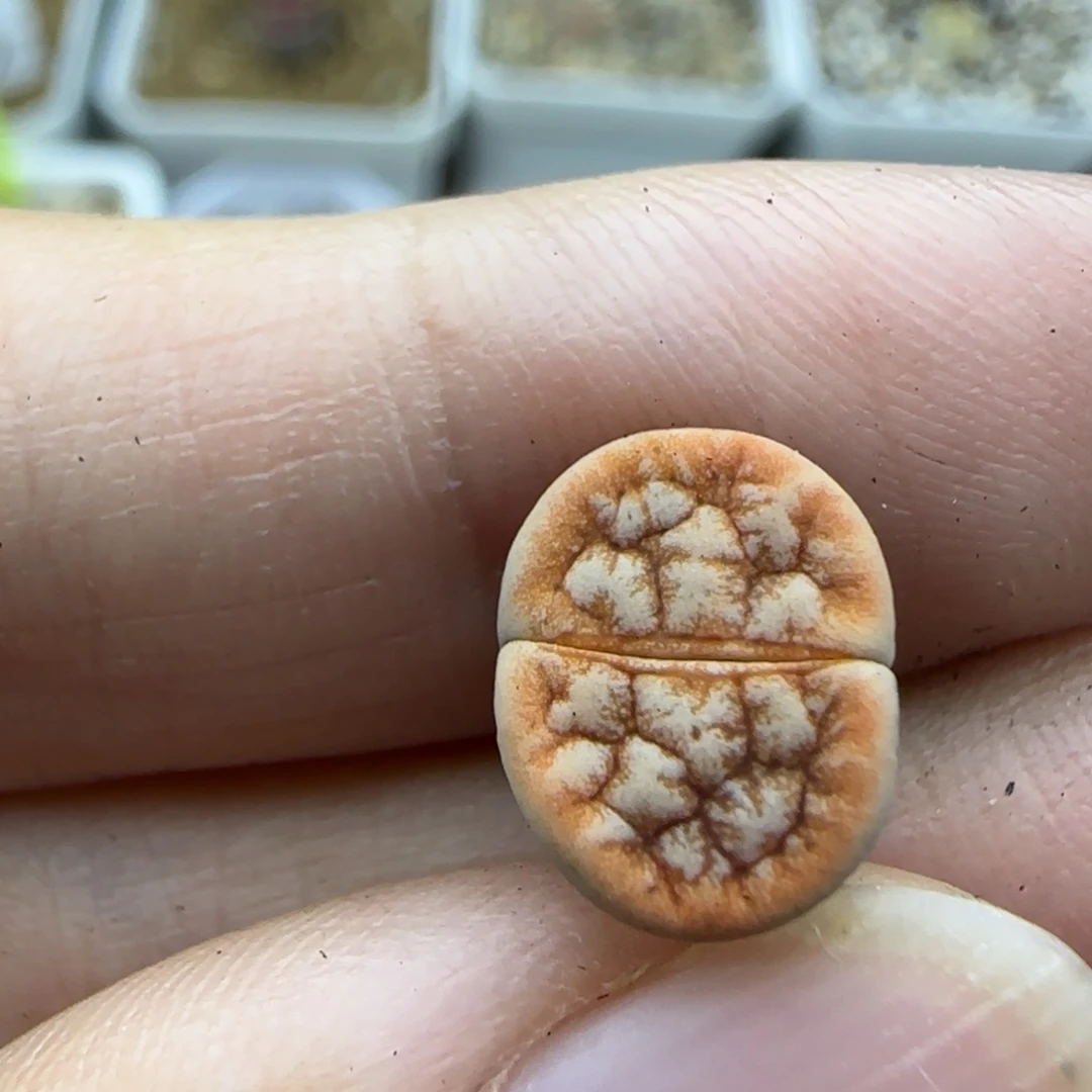 26二蜕清框福利30包邮