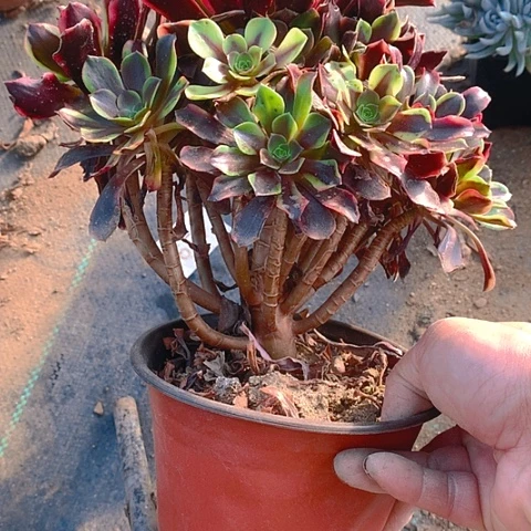 995欧嘉莉多肉植物