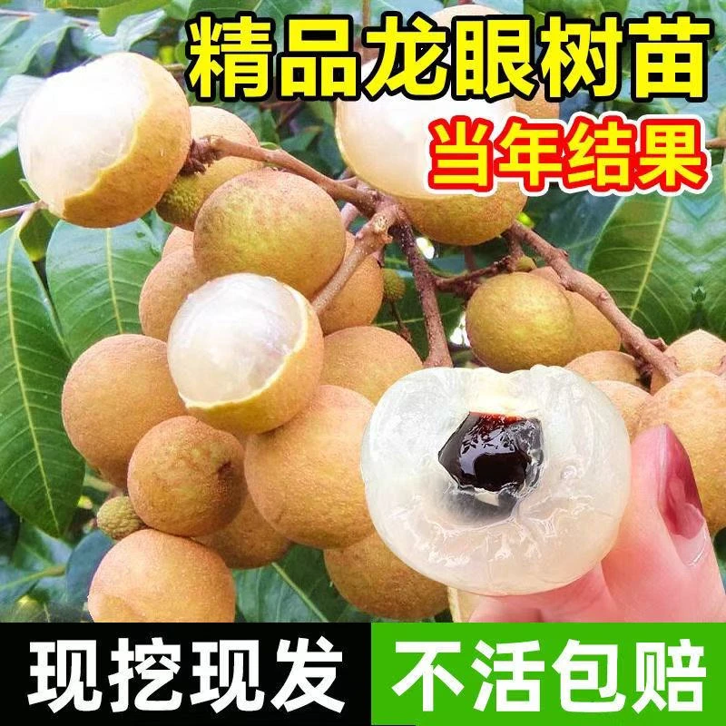 正宗四季龙眼树苗嫁接南北方种植水果树苗盆栽地栽耐寒当年结果树