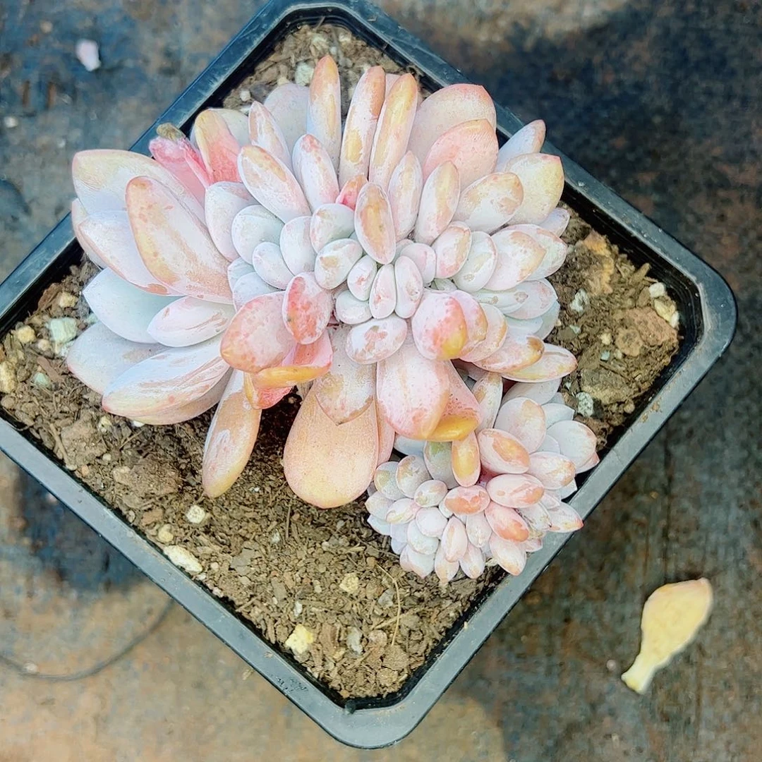 粉兔缀化一物一拍