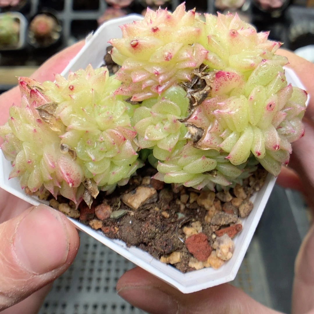 C153y y y y y y y y