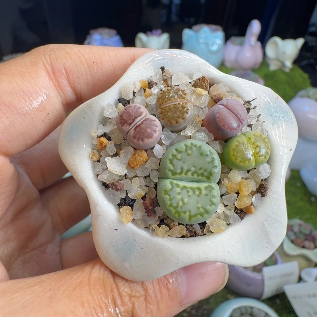 Y***y多肉植物开播福利1425