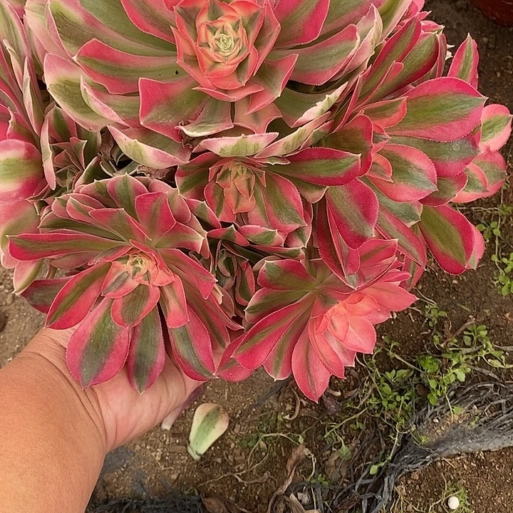 多肉植物女巫660多肉