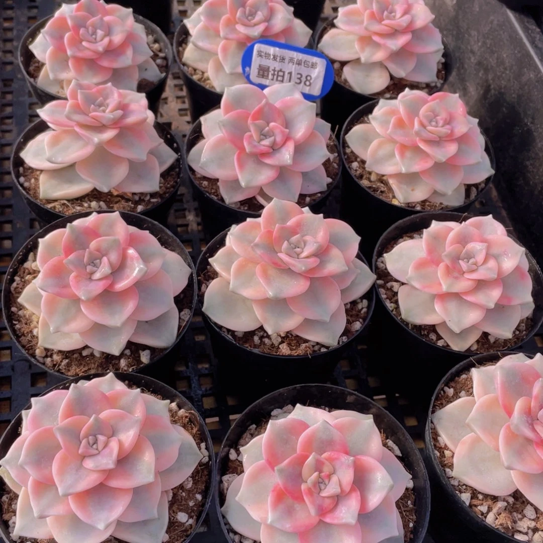 量拍138号 紫乐锦单头一个