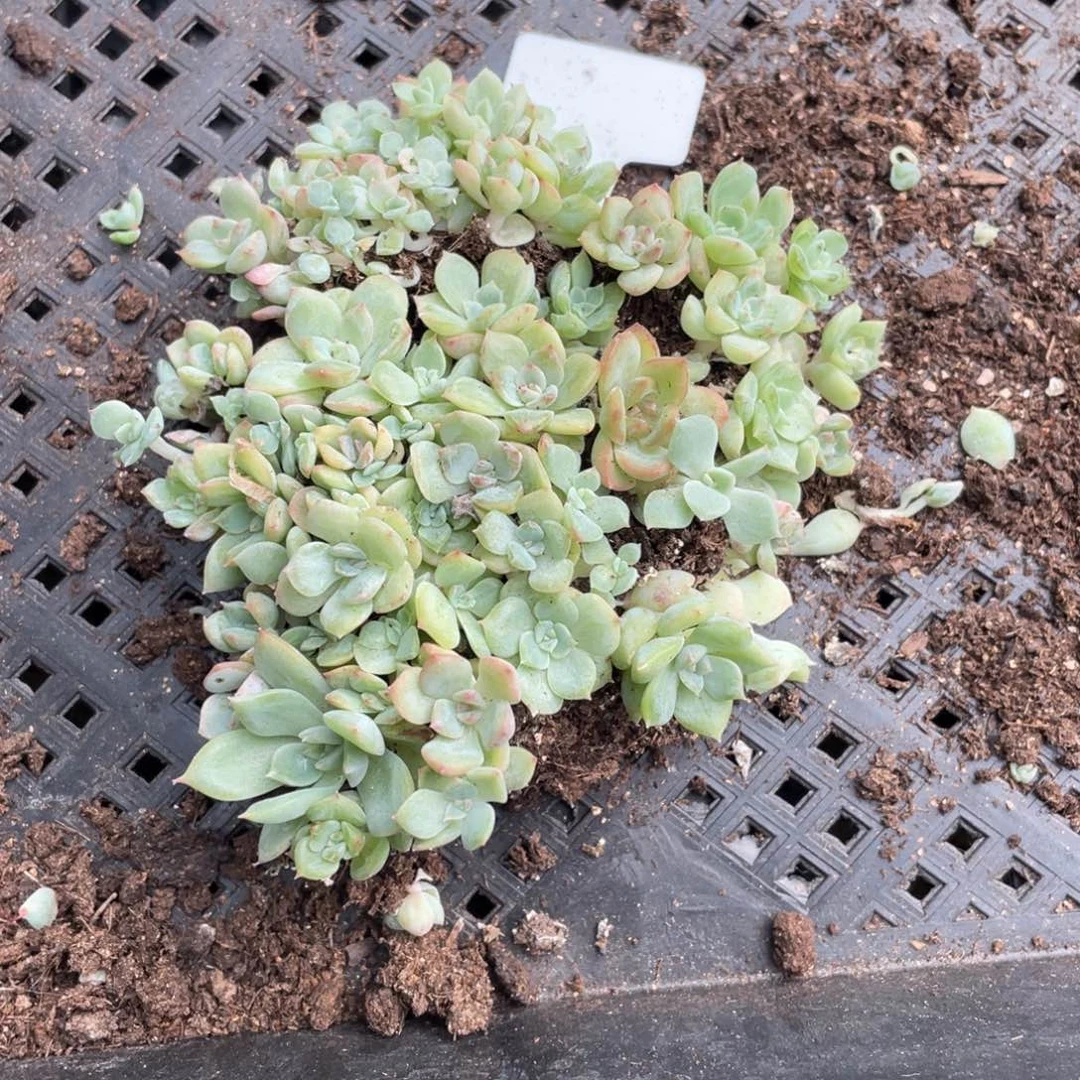 甘露寺切糕一份包邮