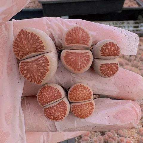 蛋**宝2525菊红窗菊花纹脱土发货