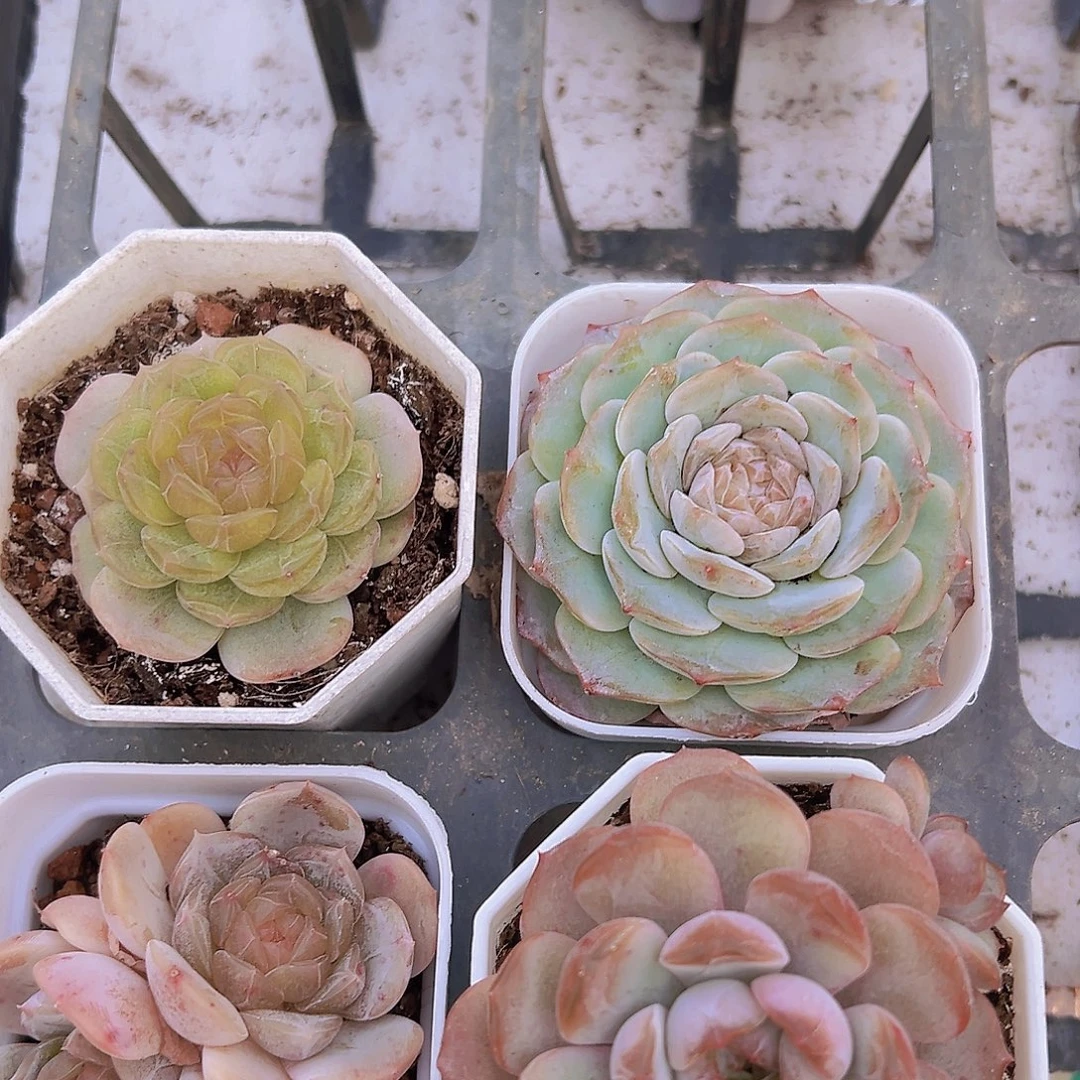 4恋组合19包邮多肉植物