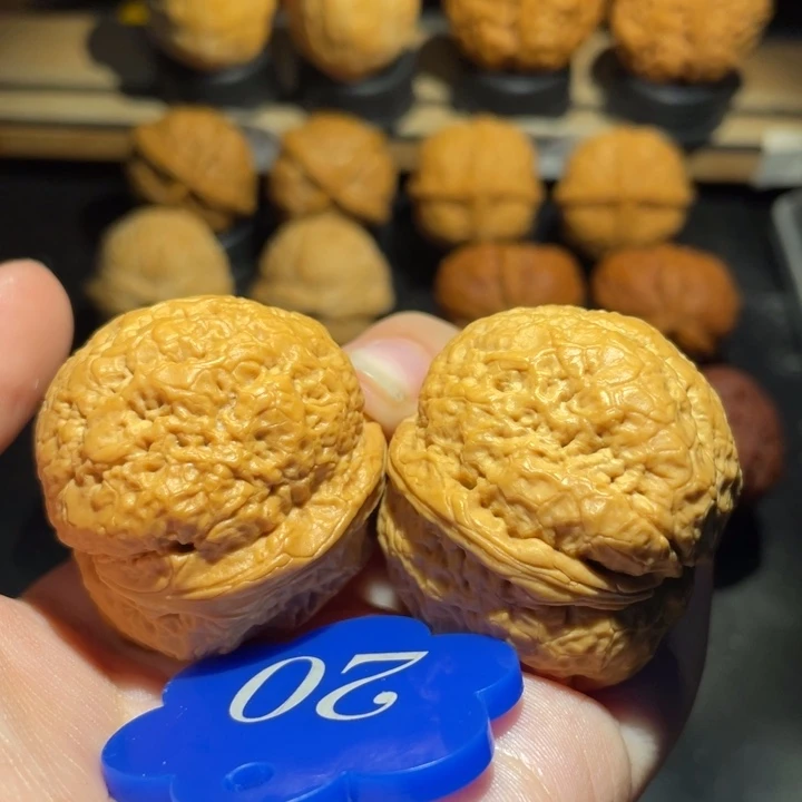 帝王蟾39尺寸核桃