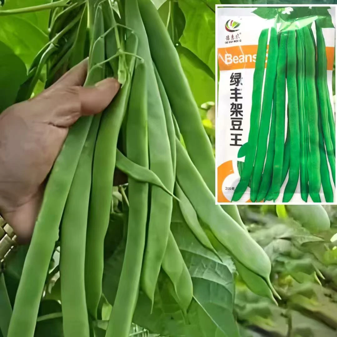 扁豆角种子架豆四季豆菜豆早熟抗病宽荚新鲜无筋豆种籽南北方播种