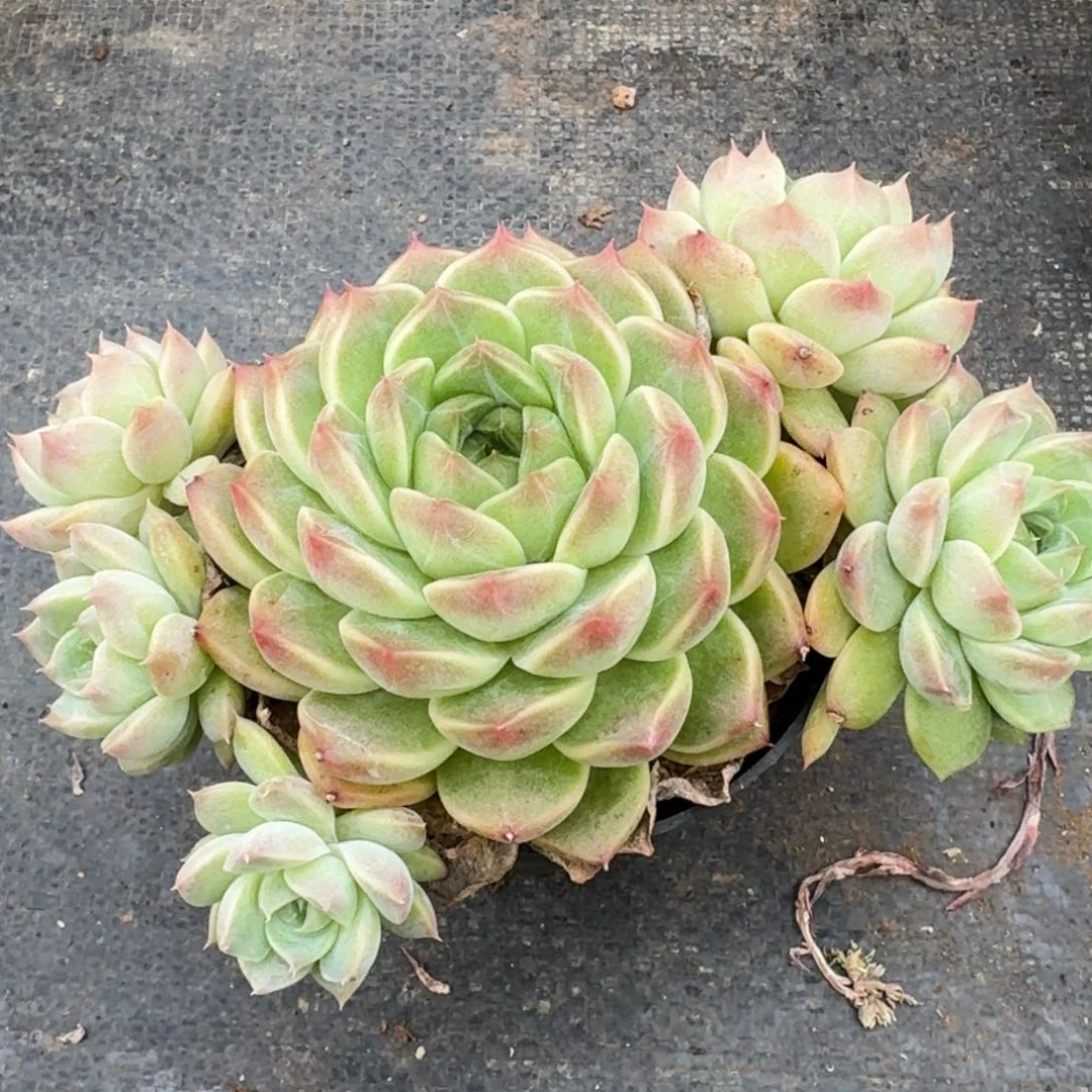 多肉杂交一物一拍9-76