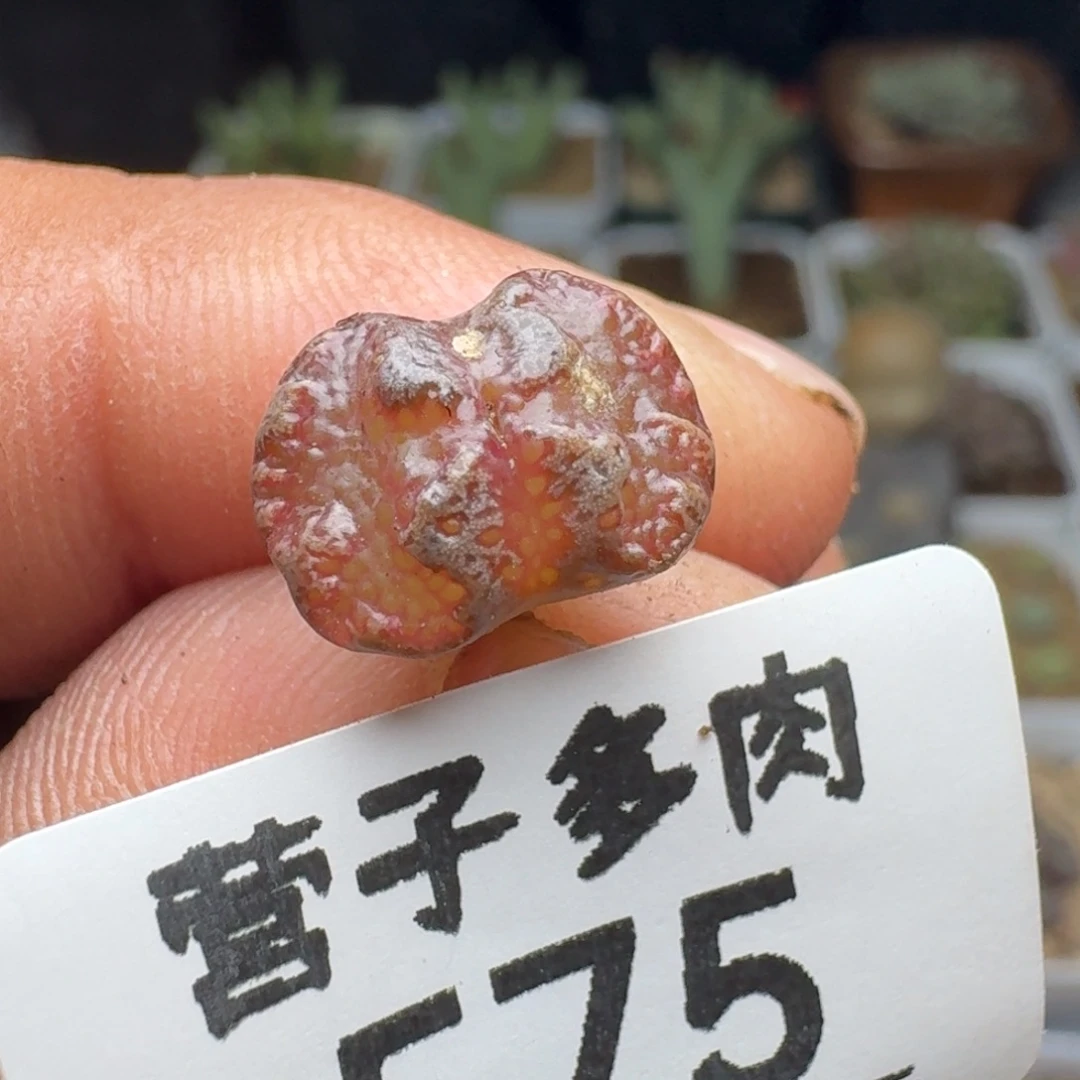 超碟。