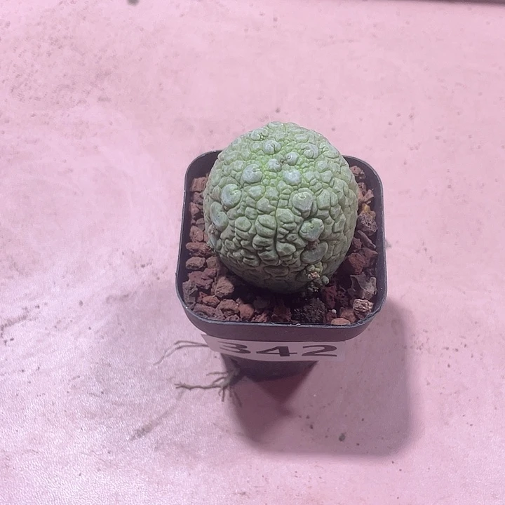 米***琪342凝提玉仙人球，
